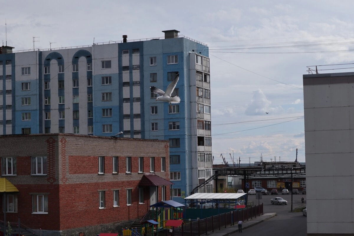 Ещё особенность конкретно Дудинки, морского/речного порта - это обилие чаек. Чайки летают по всему городу и придают ему невероятный приморский шарм.