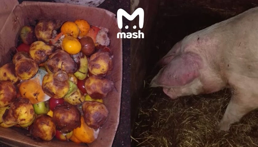 Свинья на "чумной" ферме под Омском Свинья на "чумной" ферме под Омском