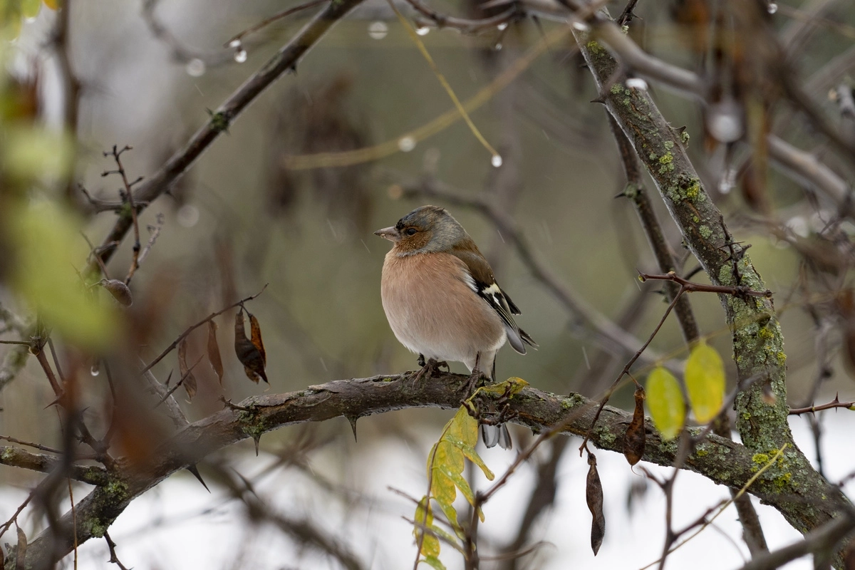Дикая птица в покинутой армянами деревне Карега, Лачинский район