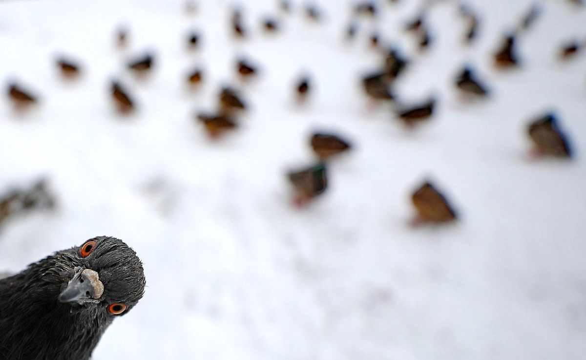 Голубь в городе Иваново.