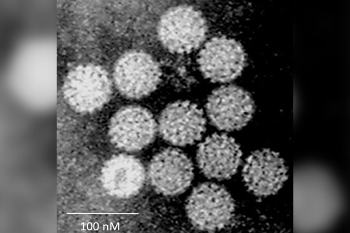 Папилломавирусы человека
