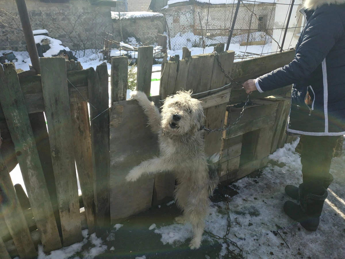 Тетя Маша со сторожевой собачкой