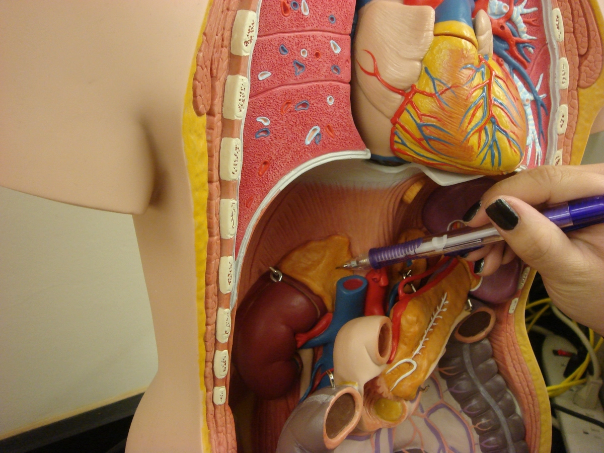 надпочечники надпочечники