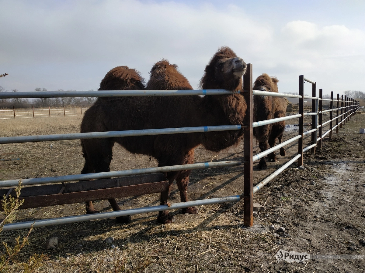 Пара двугорбых верблюдов демонстрирует высокомерие