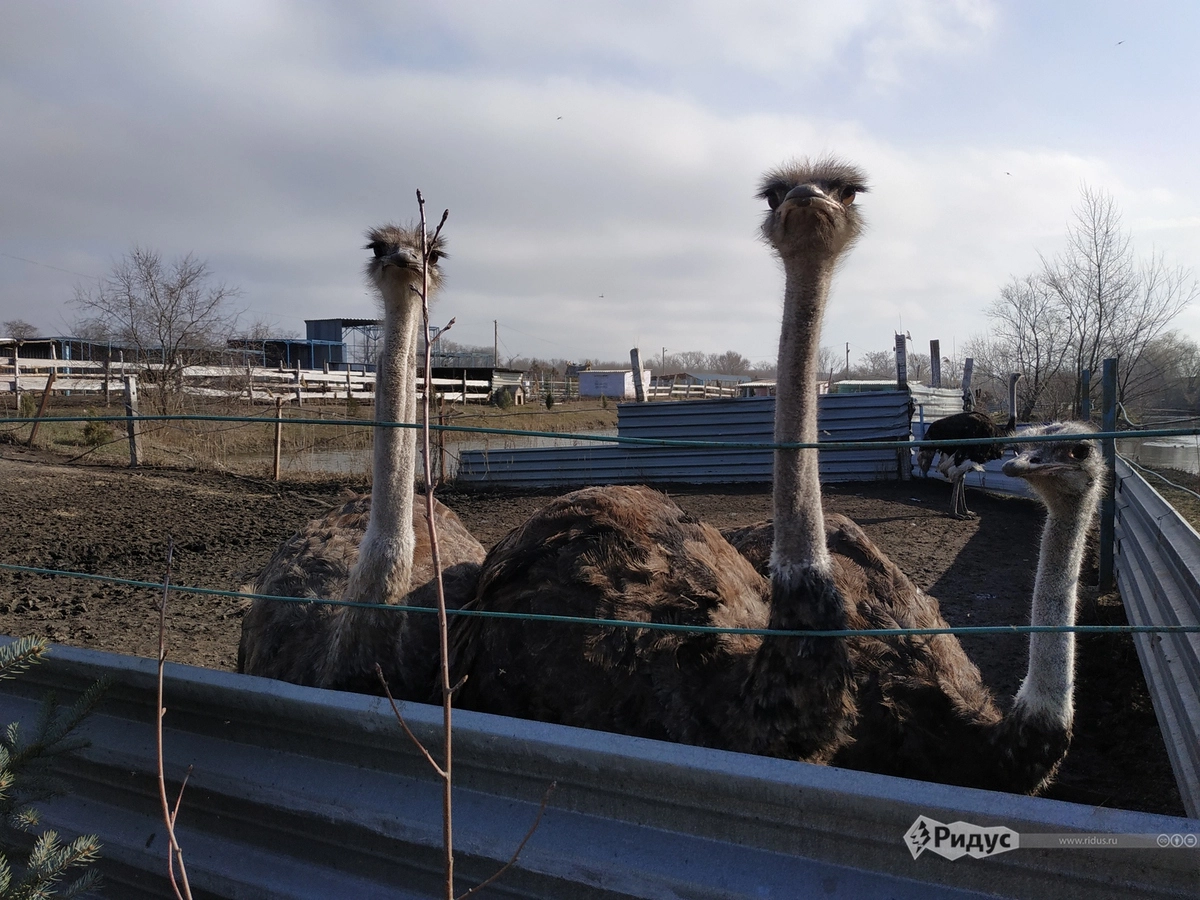 Страусы особенно страдали во время обстрелов