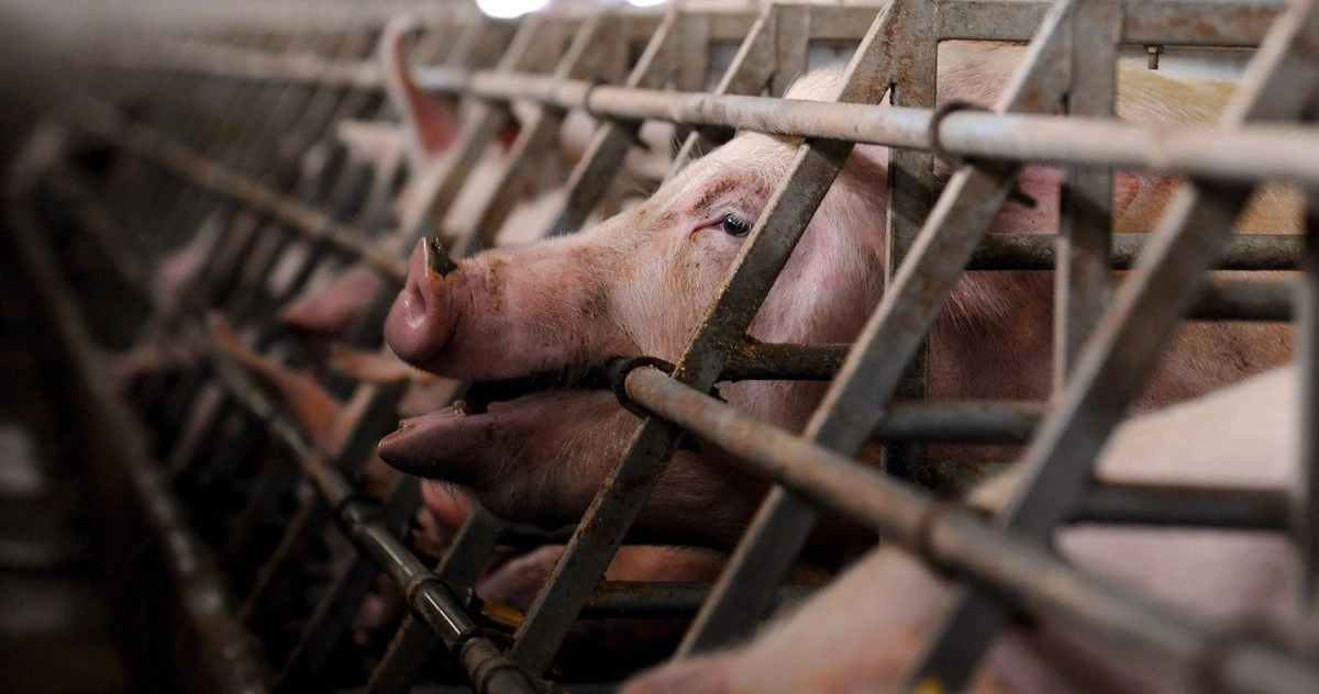 Свиней пандемия 1918 года тоже не пощадила 