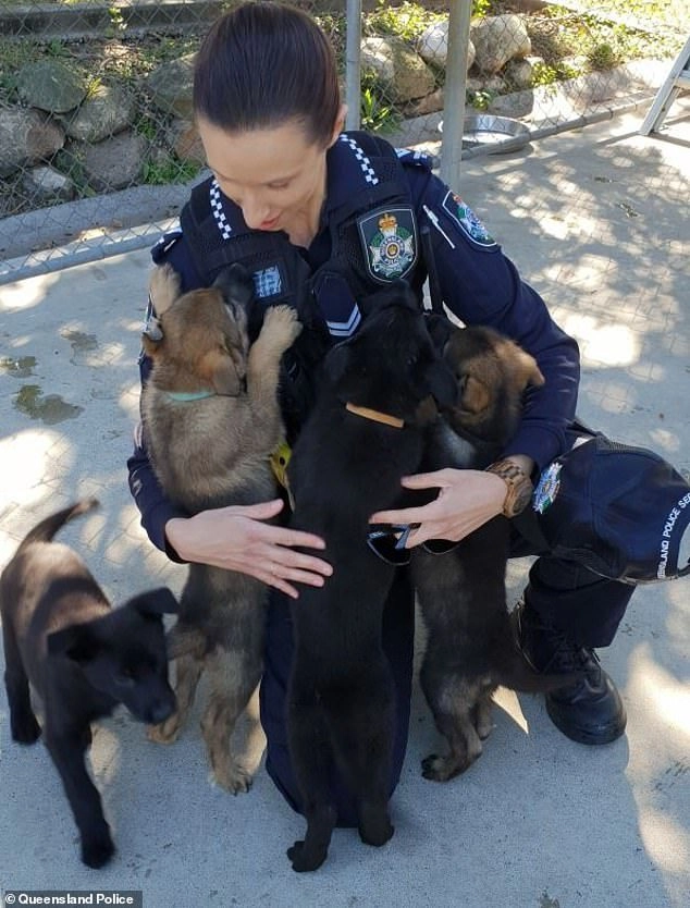 Оззи с щенками из своего помета в полиции
