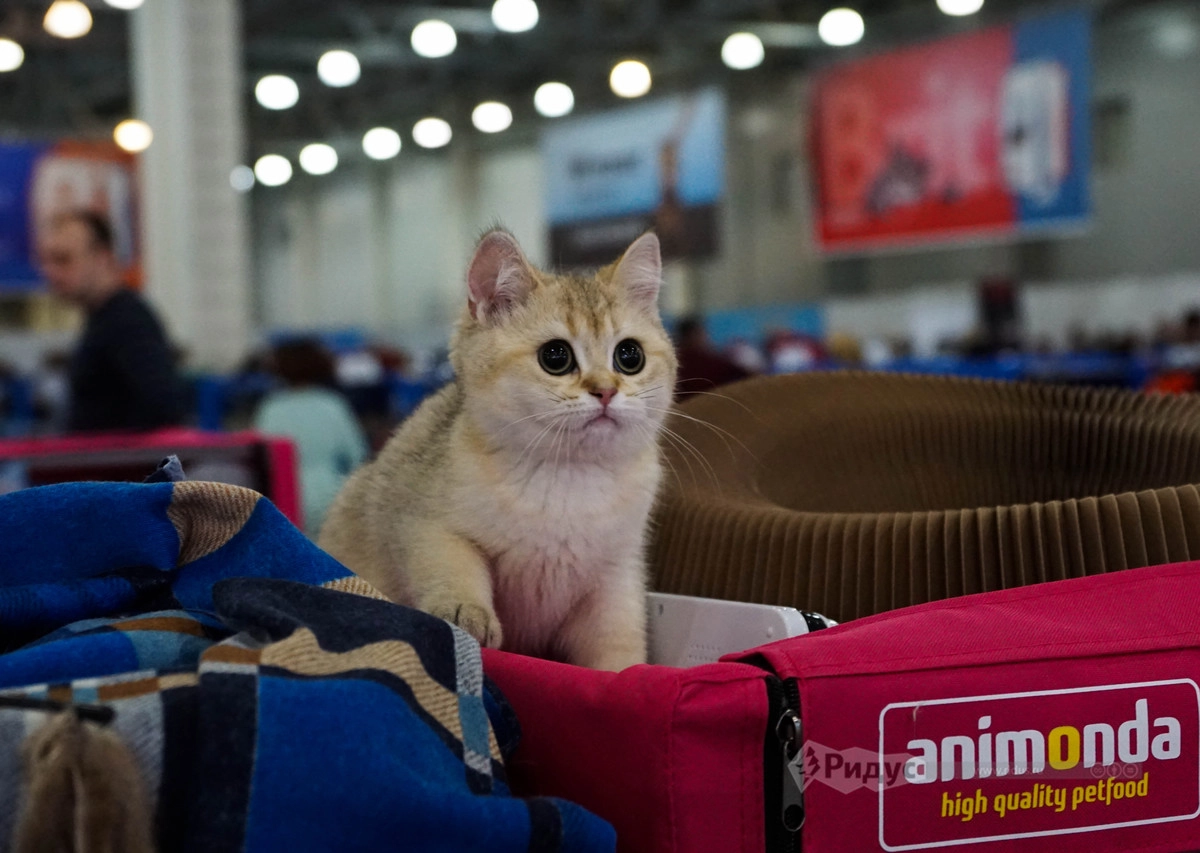 Выставка кошек «Кэтсбург 2020»