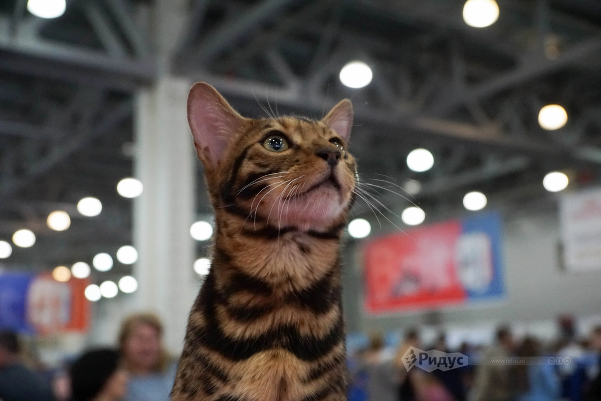 Выставка кошек «Кэтсбург 2020»