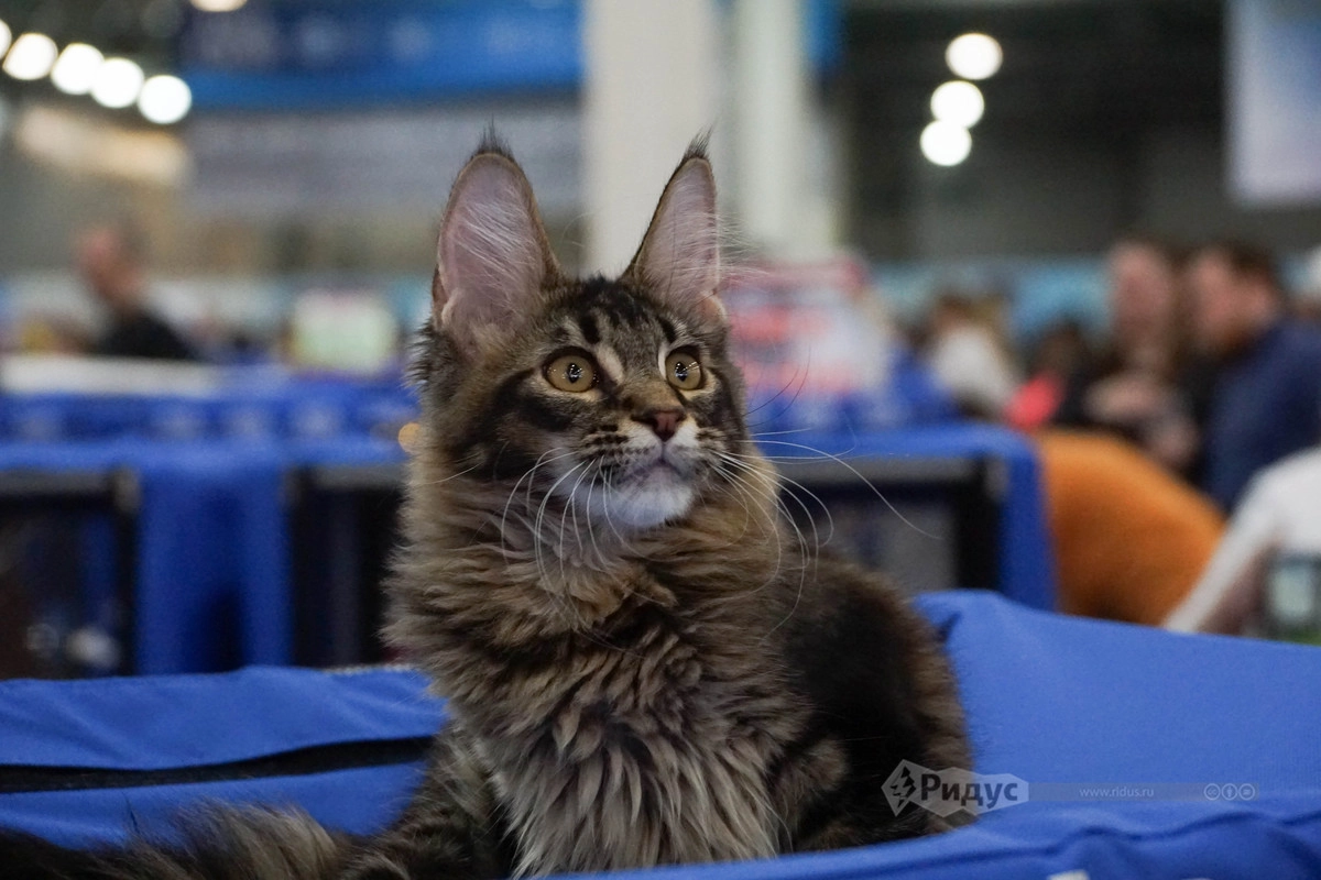 Выставка кошек «Кэтсбург 2020»