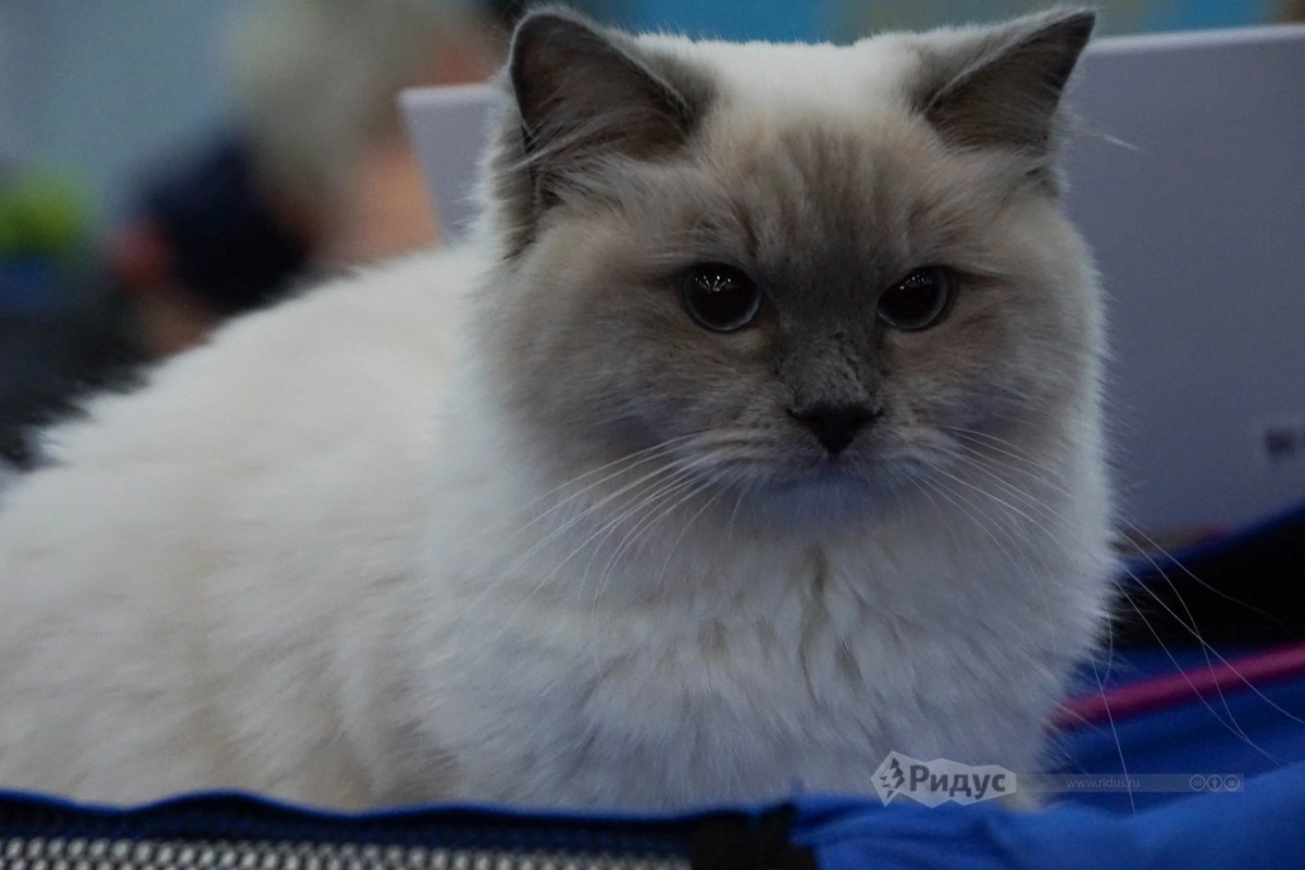 Выставка кошек «Кэтсбург 2020»