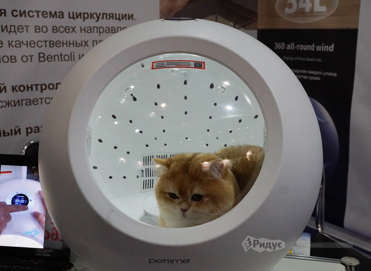 Выставка кошек «Кэтсбург 2020»