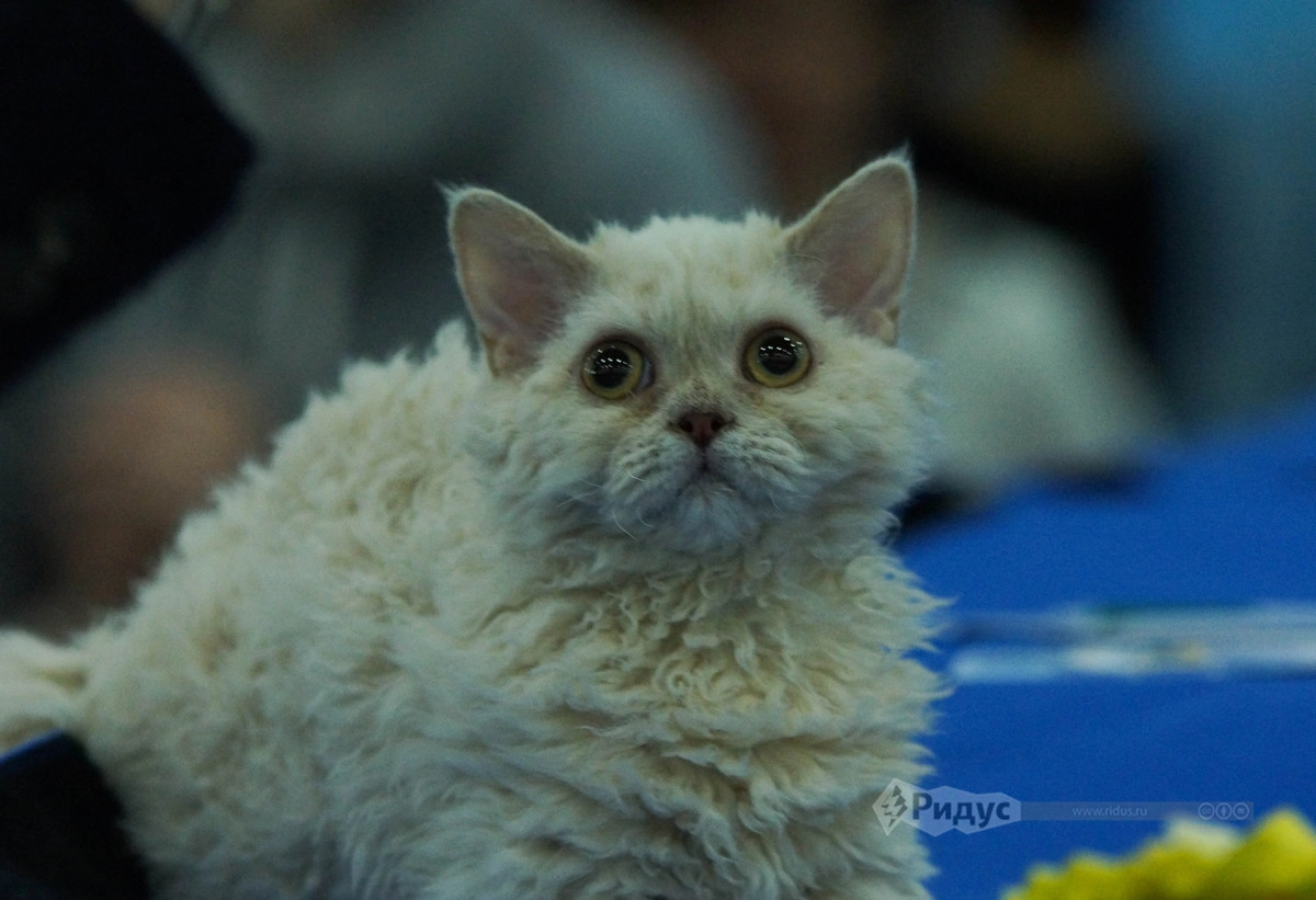 Выставка кошек «Кэтсбург 2020»