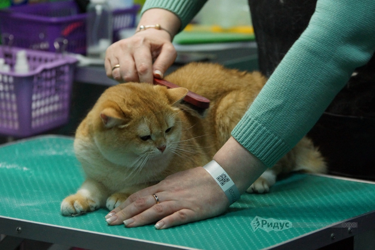 Выставка кошек «Кэтсбург 2020»