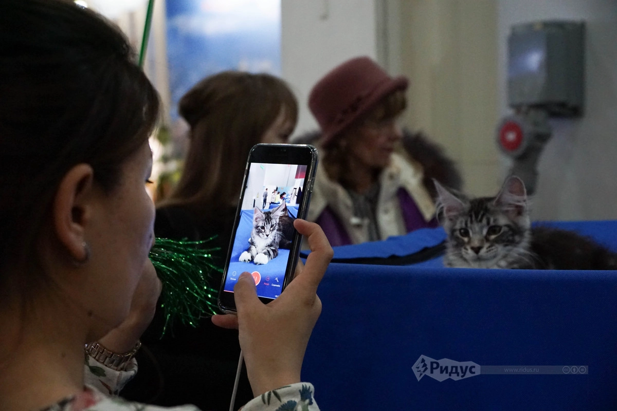 Выставка кошек «Кэтсбург 2020»