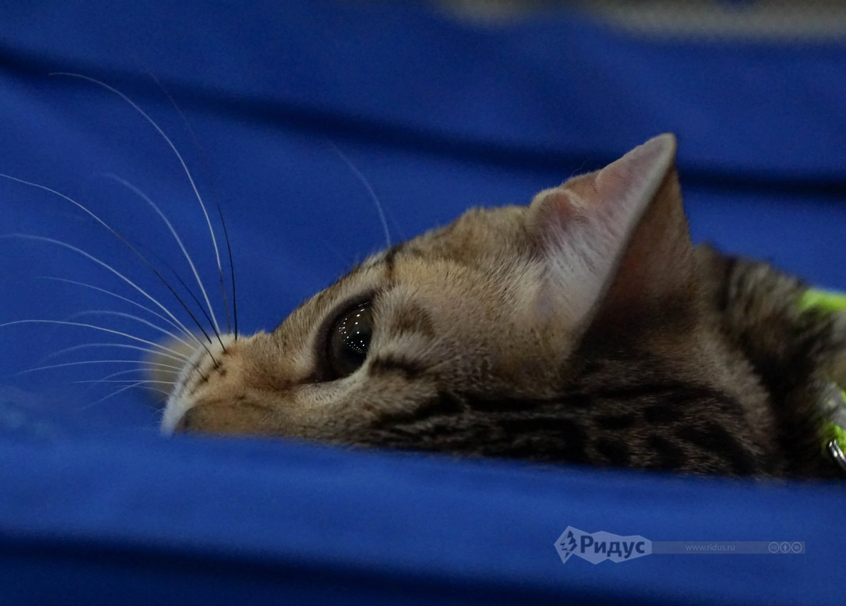 Выставка кошек «Кэтсбург 2020»