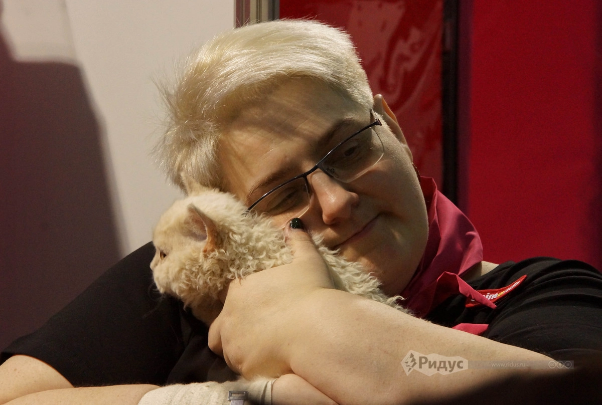 Выставка кошек «Кэтсбург 2020»