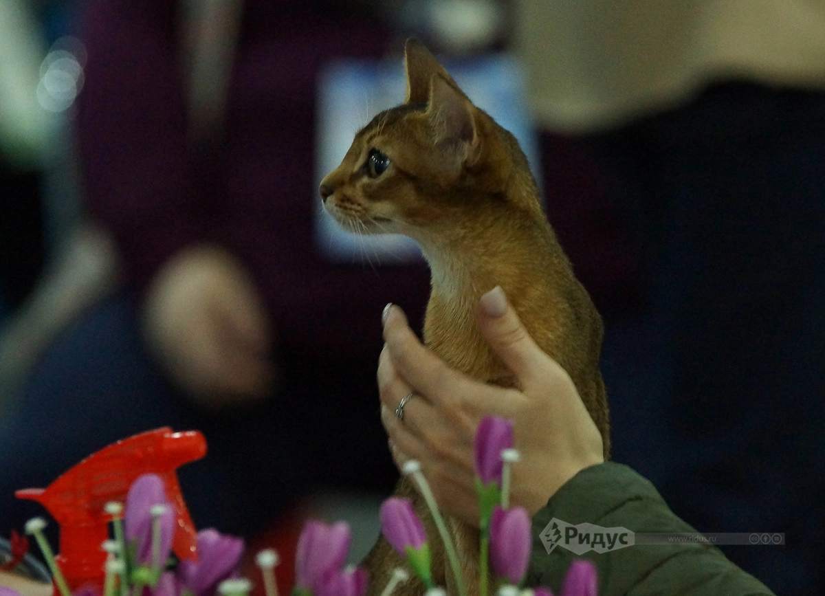 Выставка кошек «Кэтсбург 2020»