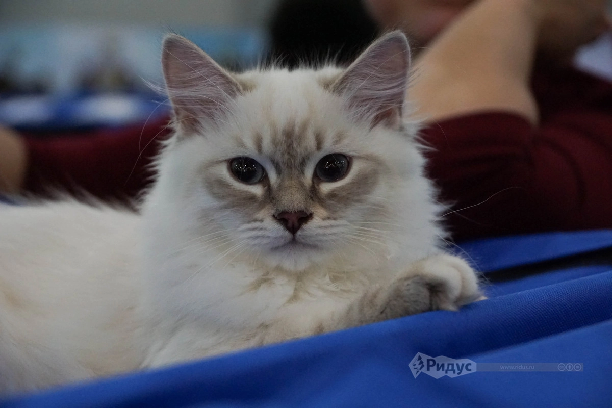 Выставка кошек «Кэтсбург 2020»