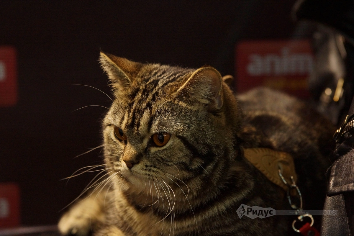 Выставка кошек «Кэтсбург 2020»