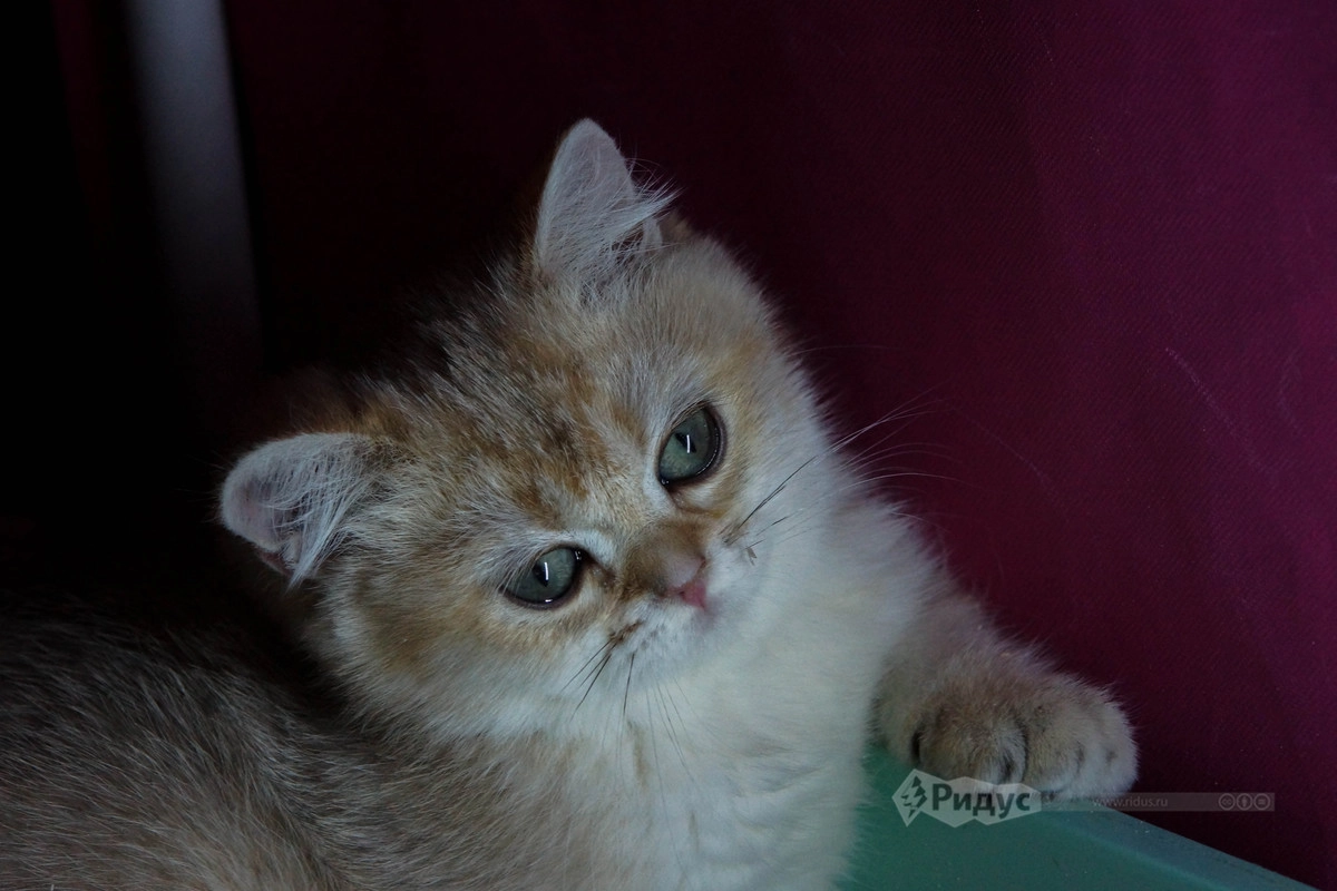 Выставка кошек «Кэтсбург 2020»