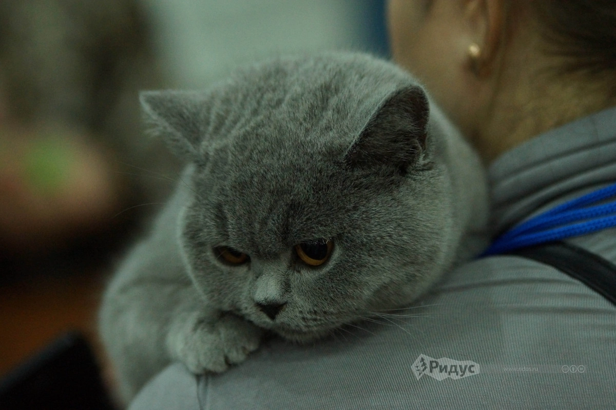 Выставка кошек «Кэтсбург 2020»