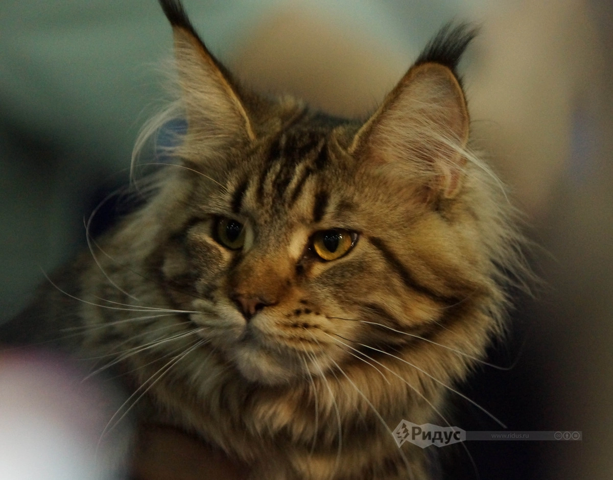 Выставка кошек «Кэтсбург 2020»