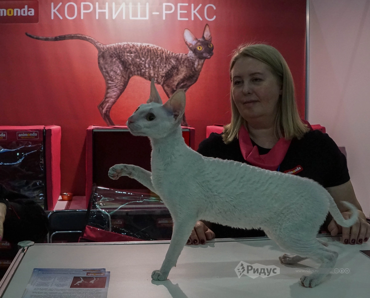 Выставка кошек «Кэтсбург 2020»