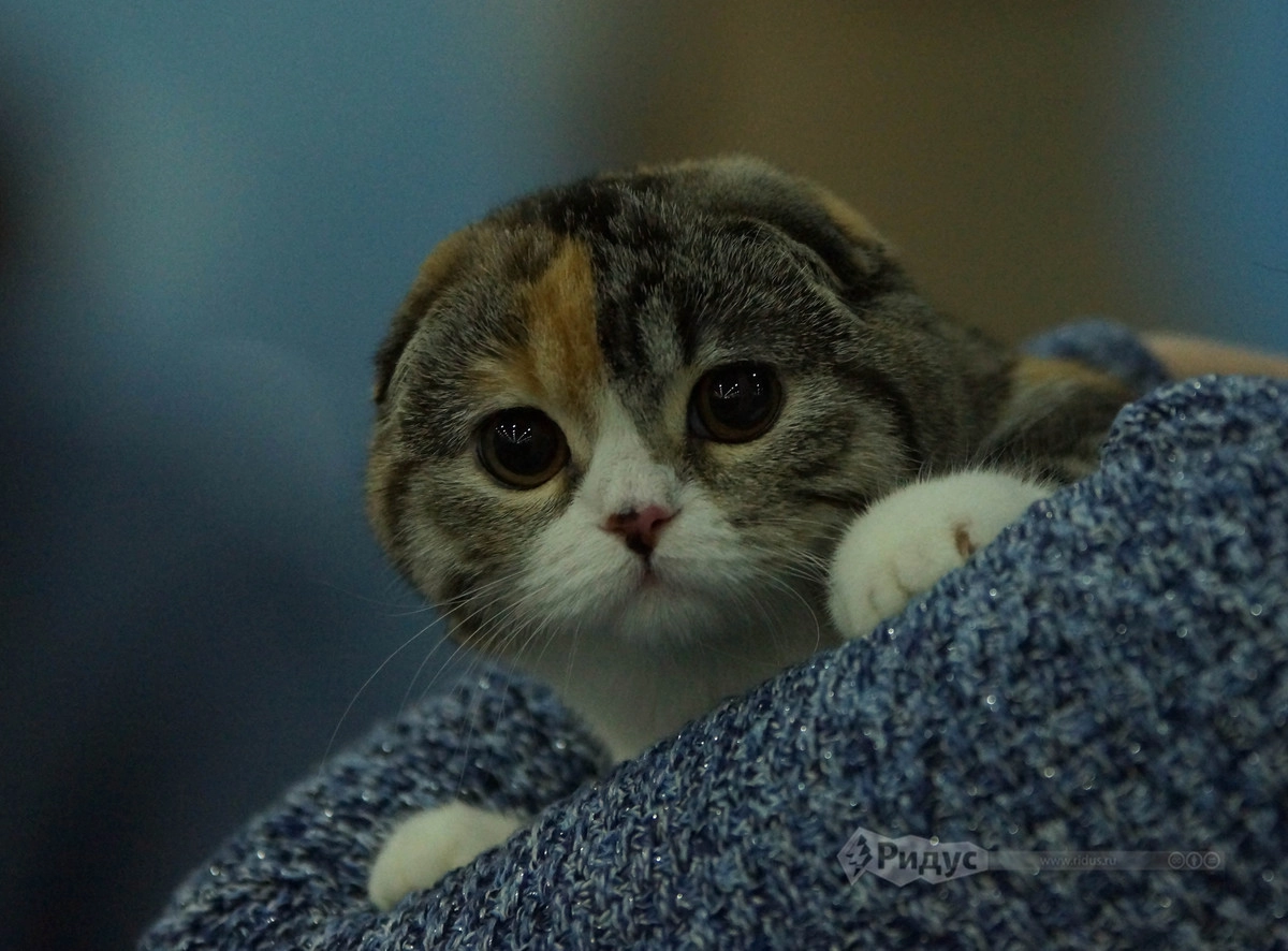 Выставка кошек «Кэтсбург 2020»