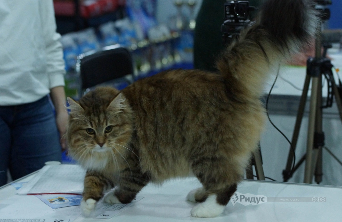 Выставка кошек «Кэтсбург 2020»