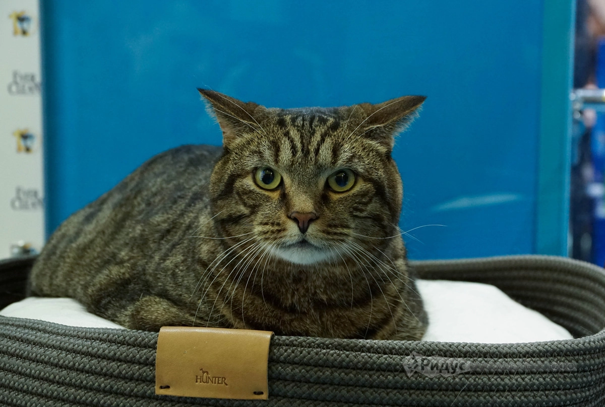 Выставка кошек «Кэтсбург 2020»