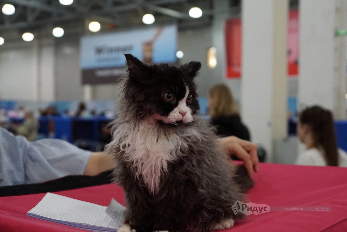 Кэтсбург 2020