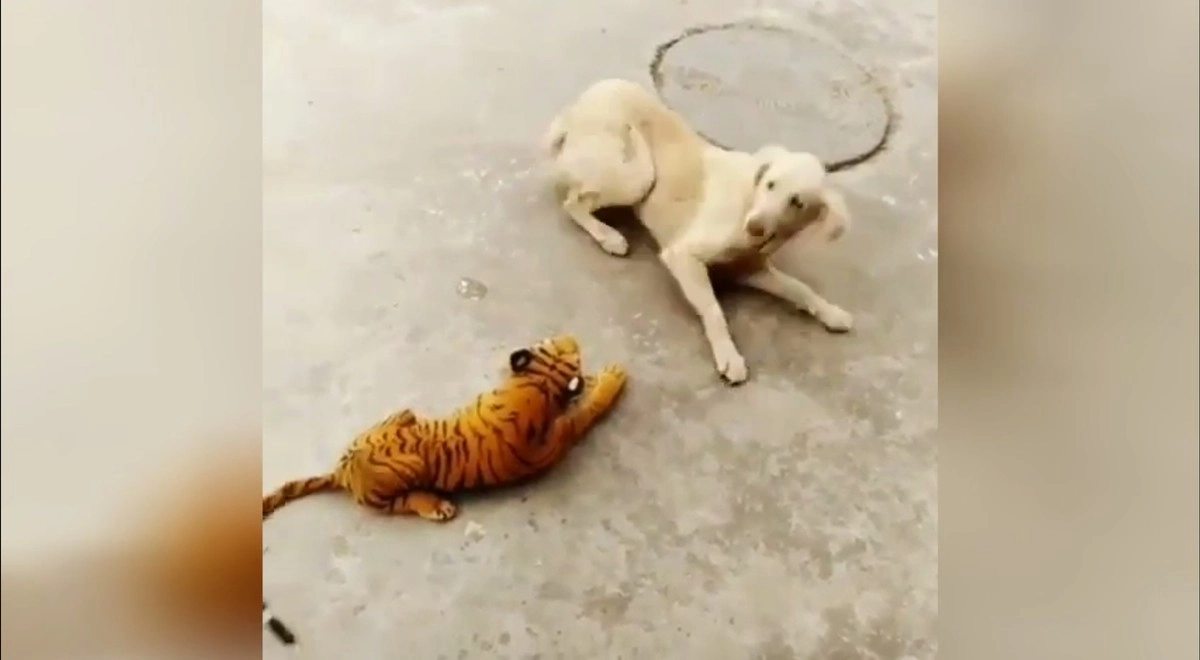 Кошмар собаки. Собака пугается тигра. Собака испугалась. Собака с просони.