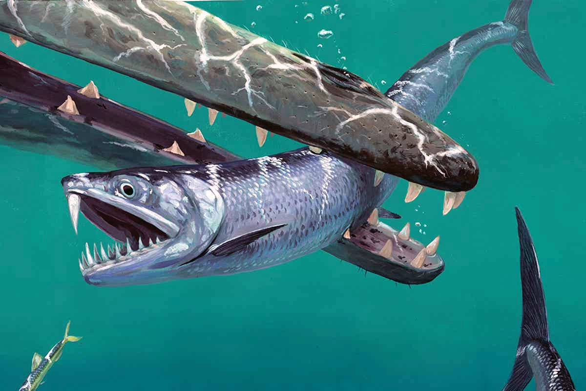 Так выглядел бы саблезубый анчоус в зубах древнего кита.
