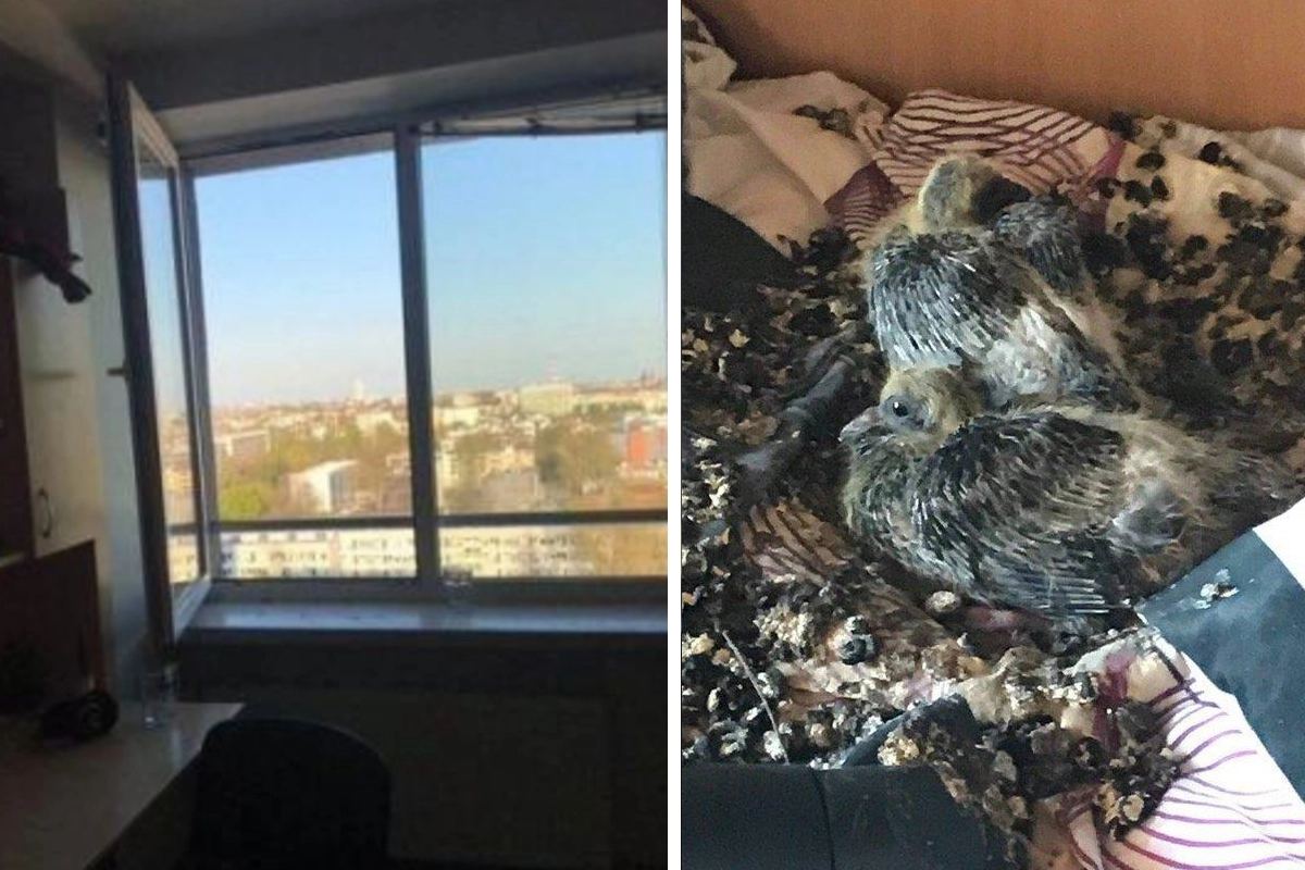 Закрой окно прикол. Голуби засрали квартиру. Забыл закрыть окно в машине. Забыл закрыть окно в квартире. Когда забыл закрыть окно.