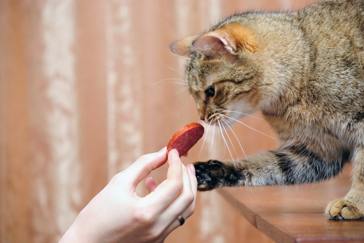 Кошка ест птицу. Кот кушает. Кошачья колбаса. Колбаса для кошек. Коты едят колбасу.