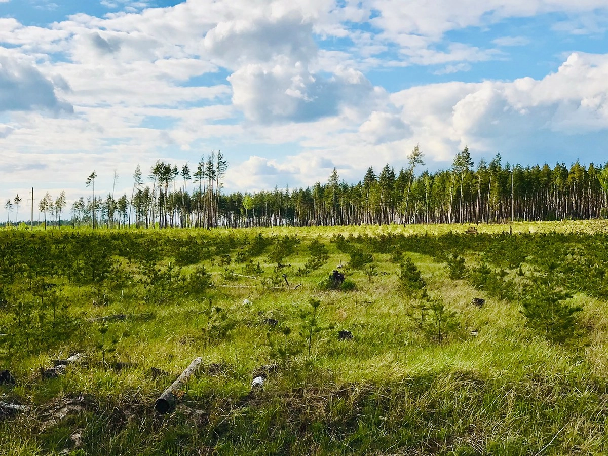 Вот еще одно место по дороге в Егорьевск, которое государство засадило деревьями.