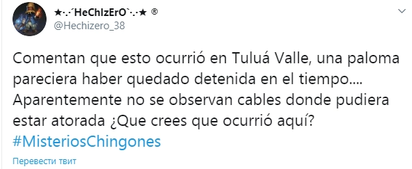 "Я слышал, что это произошло в Тулуа. Голубь застыл в полете. Кажется, рядом с ним нет никаких проводов, в которых он мог запутаться. Как думаете, в чем дело?"