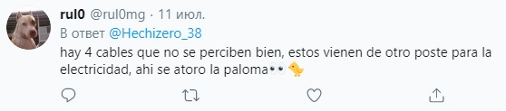 "Там еще четыре провода, которые сложно нормально разглядеть, они протянуты к следующему электрощитку, в них-то и запутался голубок".