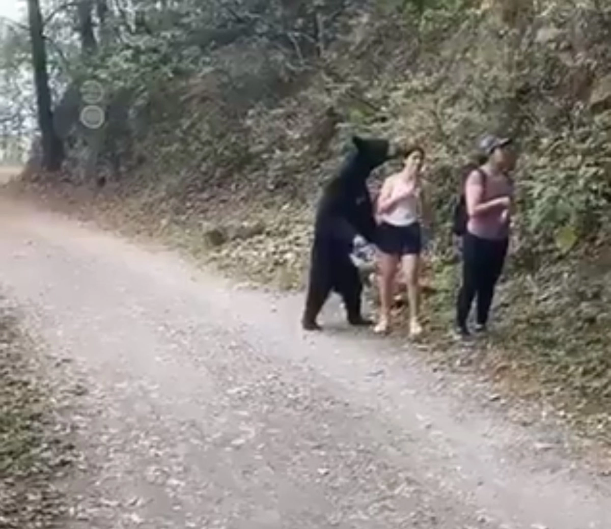 Спас от нападения. Нападение медведя на человека.