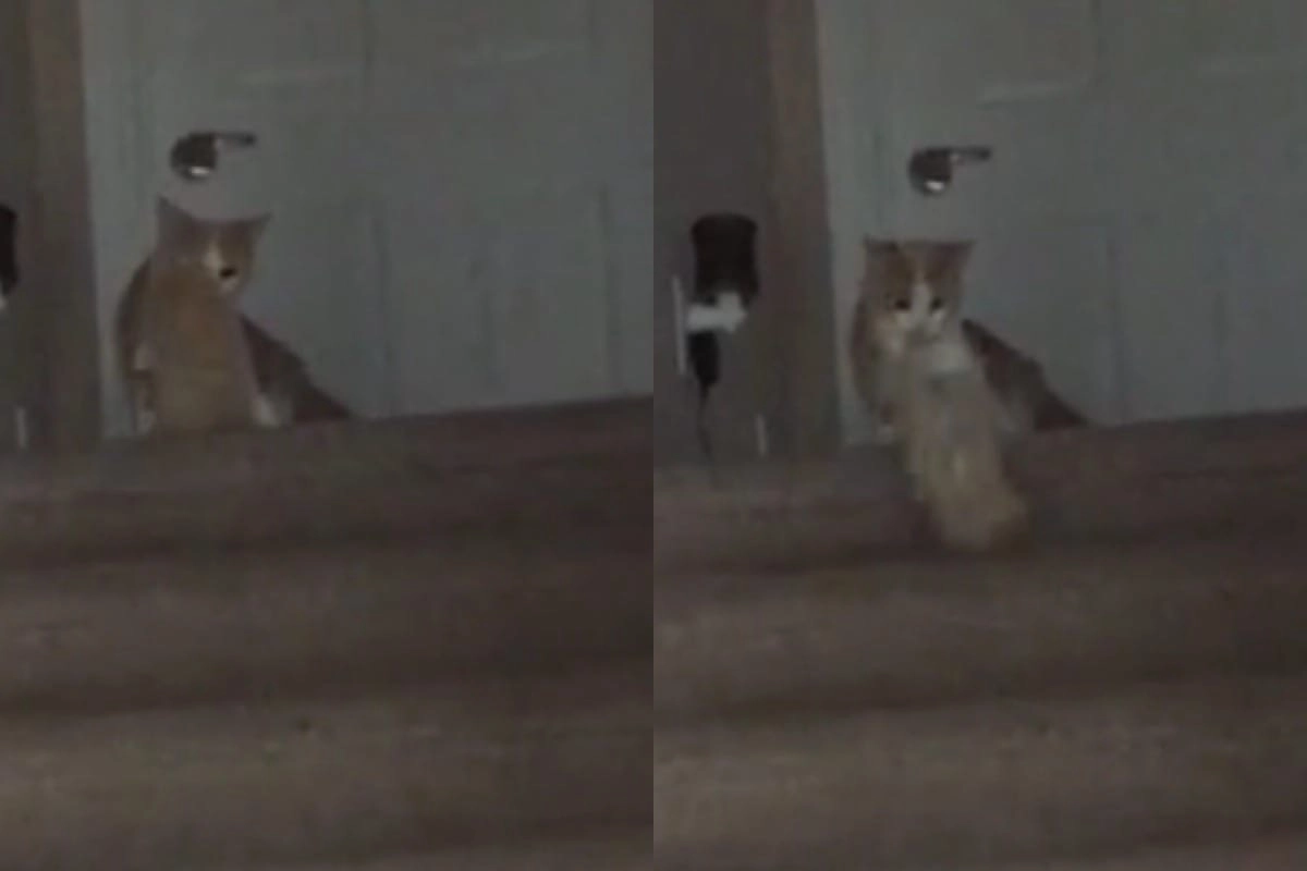 Скинь котенка. Мама кошка ругает котенка. Скинули кота с балкона Кодинск. Дети скинули кошку с лестницы.