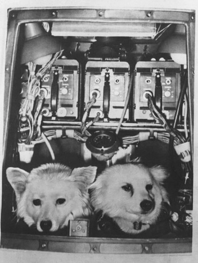 Герметическая кабина с подопытными собаками. РГАНТД. Ф.35, оп.3, д.59