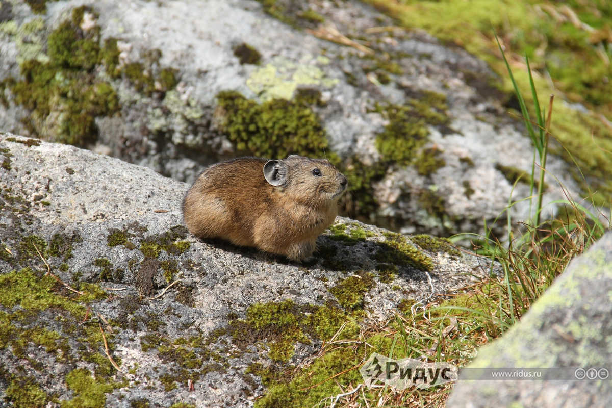 Алтайская пищуха