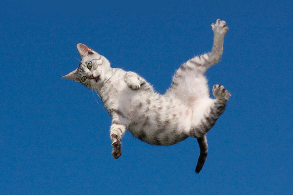 Кошки полетели. Кот падает. Летающие коты. Кот прыгает.