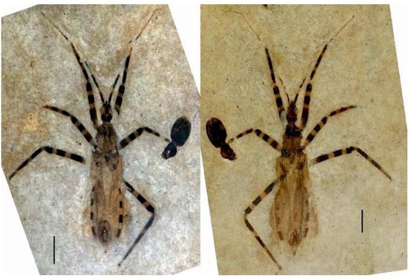 Те самые две половинки Aphelicophontes danjuddi