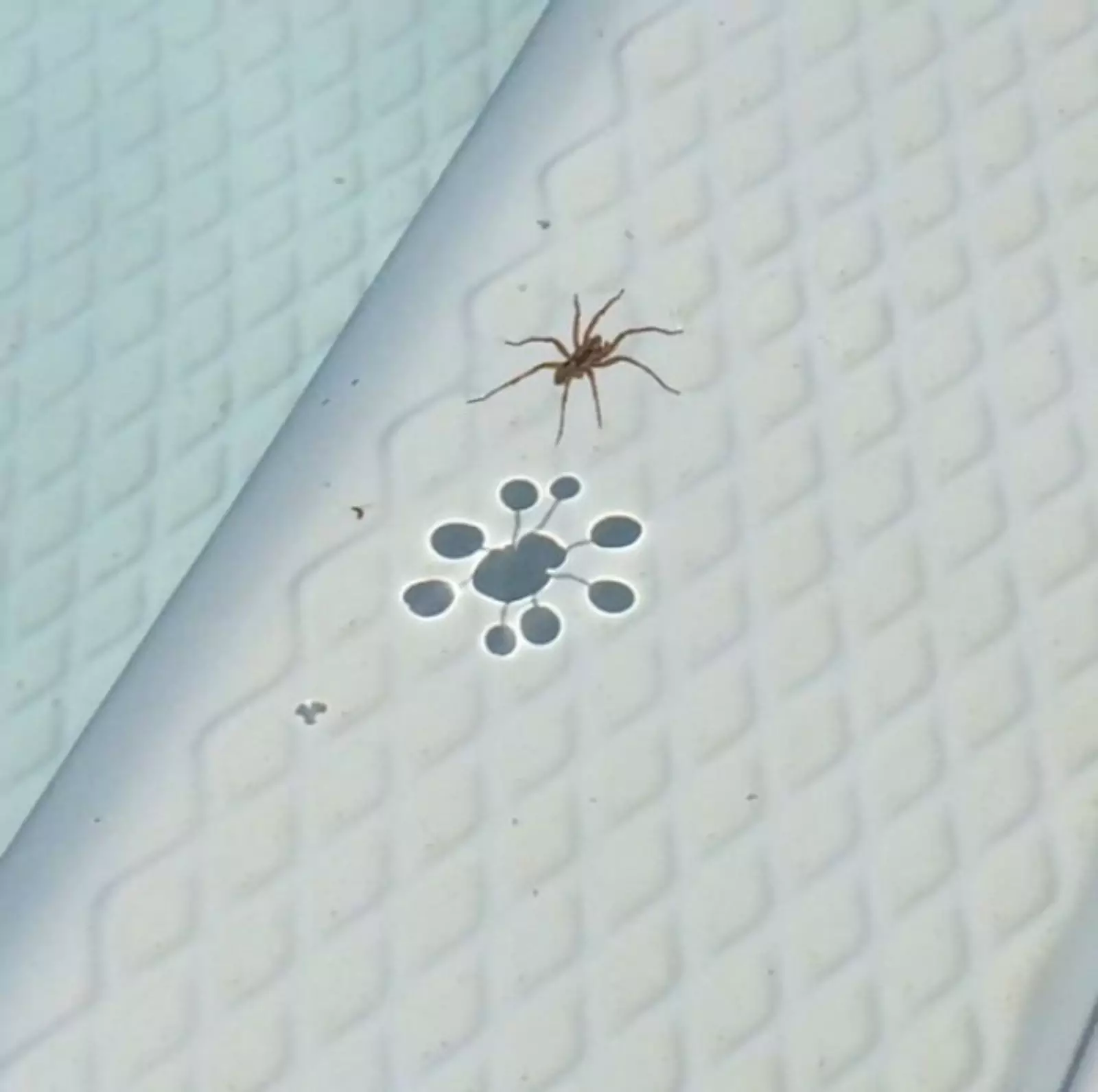 Паук и его необычная тень. 