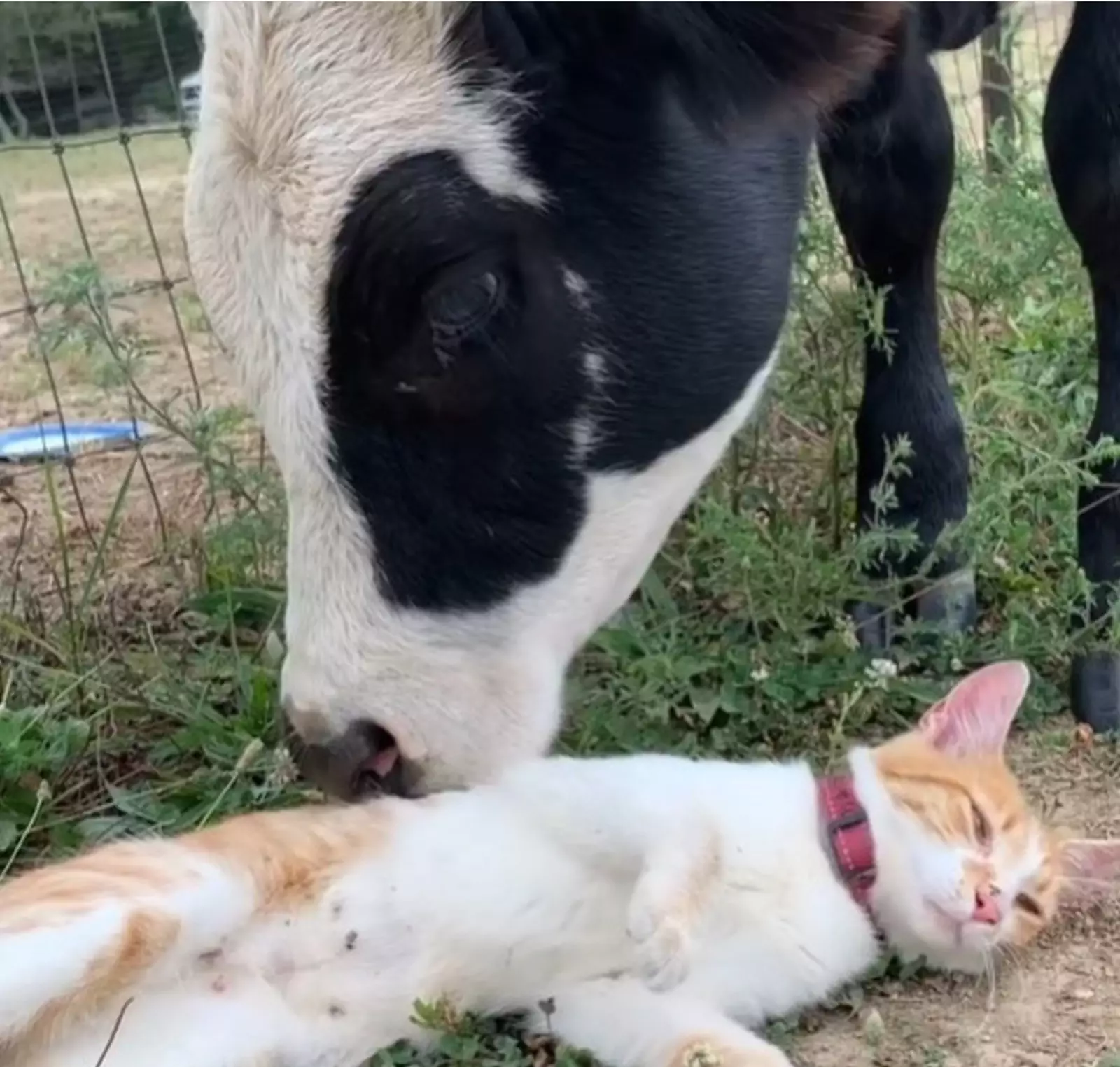 Херши и Рис неразлучны с момента знакомства. Херши и Рис неразлучны с момента знакомства.