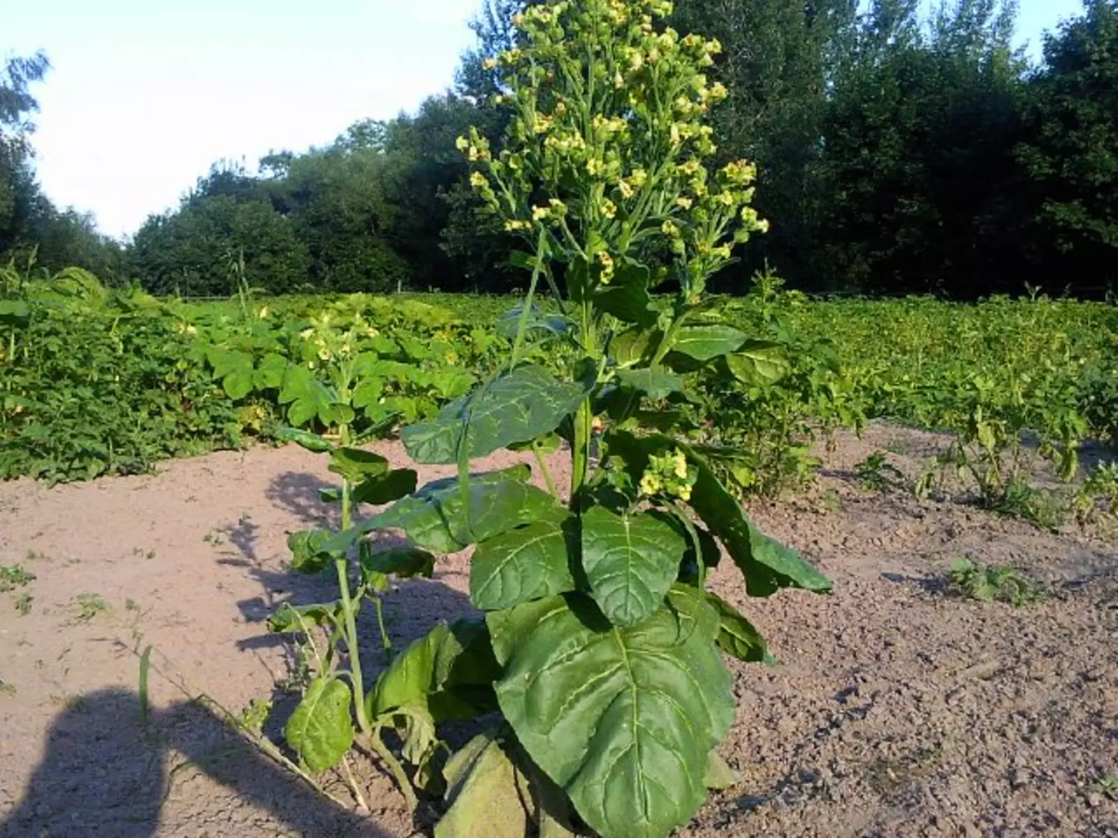 Табак © flickr.com Табак © flickr.com