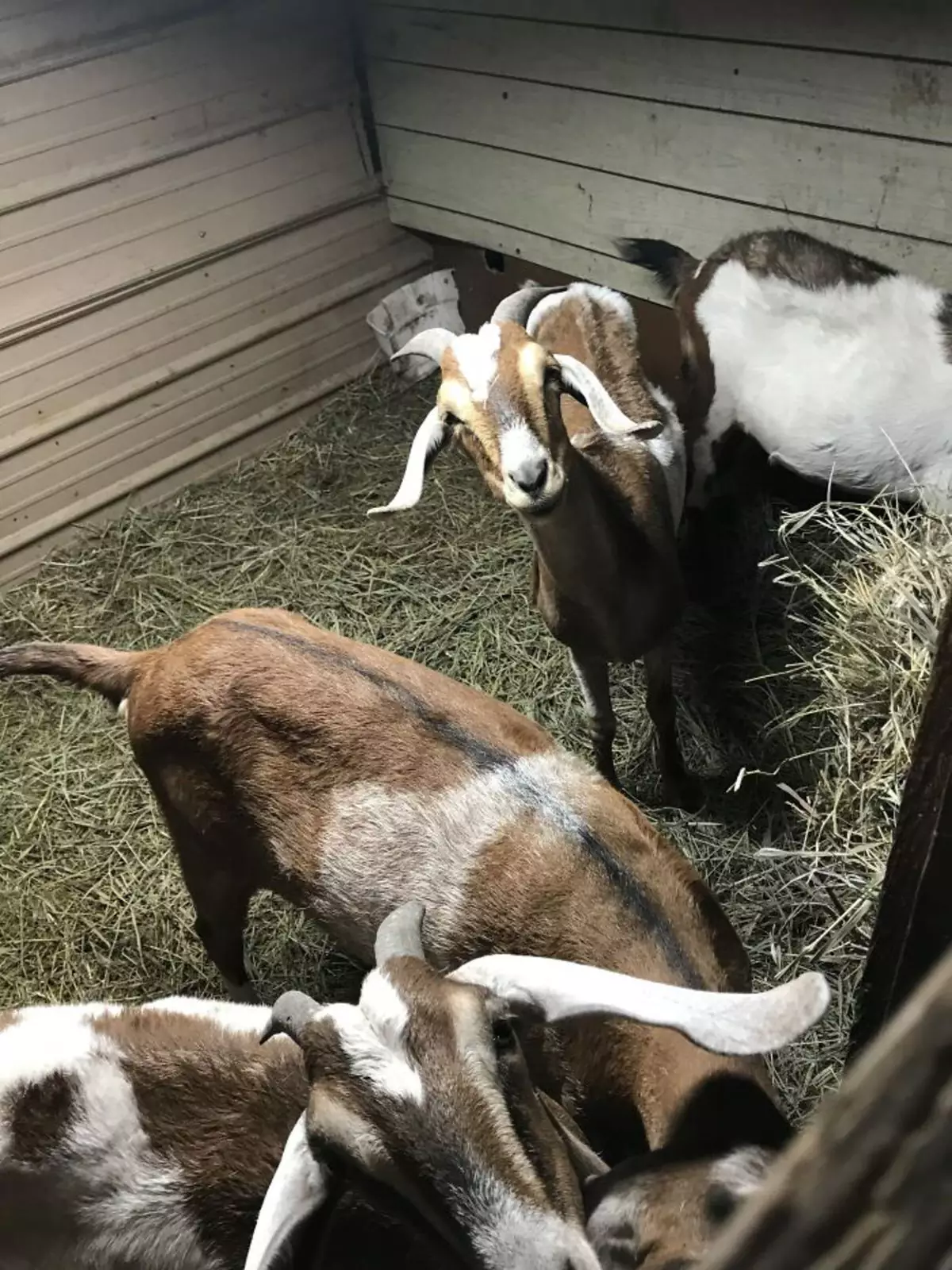 Некоммерческая организация Shepherd’s Rest Goat and Sheep Rescue обеспечивает убежище для коз и овец, подвергшихся жестокому обращению.
