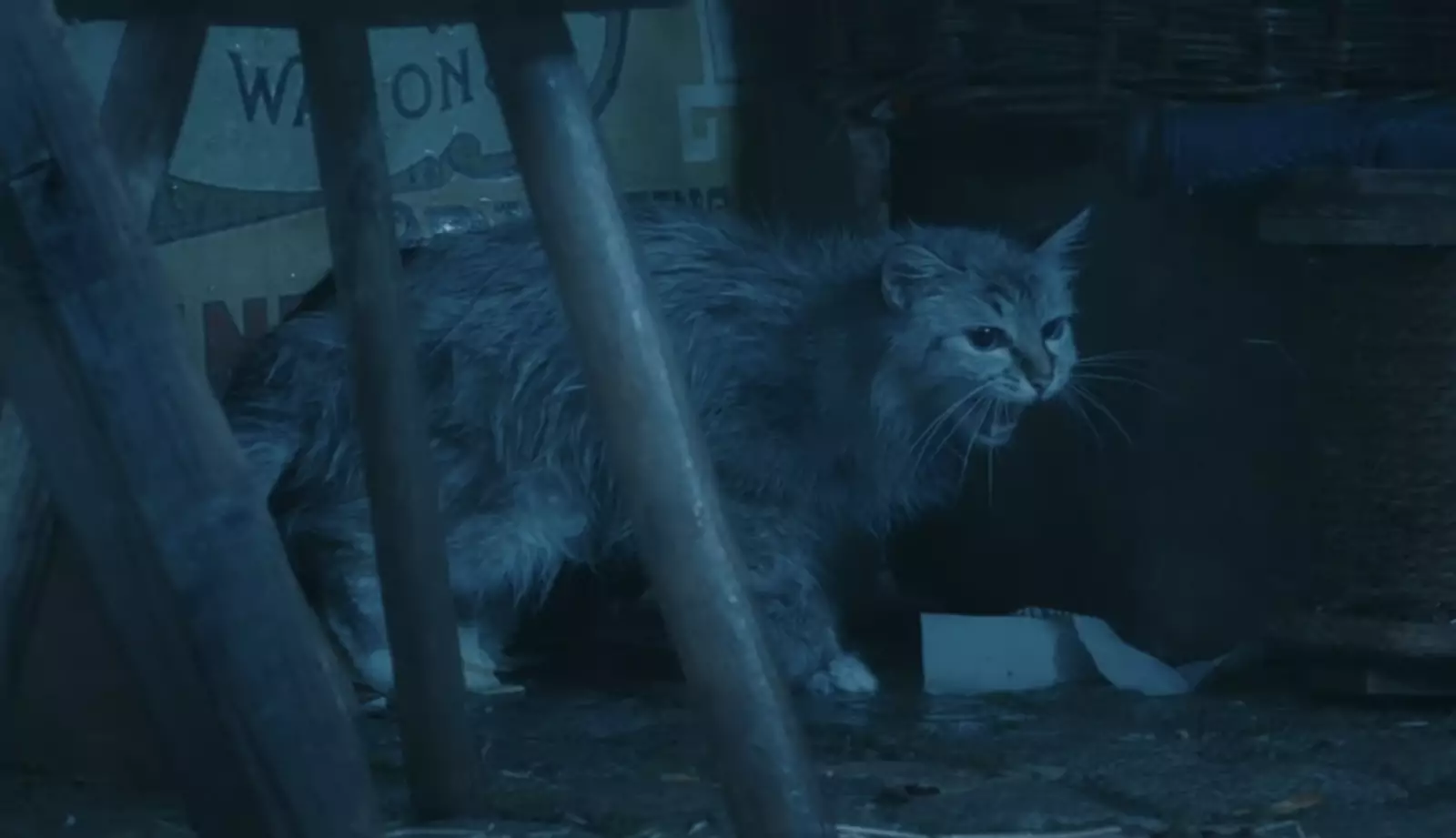 Пушистые любимчики всего мира здесь играют важную роль, но выражают ее, скорее, метафорически. Пушистые любимчики всего мира здесь играют важную роль, но выражают ее, скорее, метафорически.